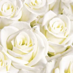 Dunisoft®-Serviette 40 x 40 cm White Dreams