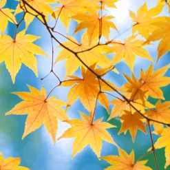 Tissue-Serviette 33 x 33 cm Autumn Blaze 3-lagig