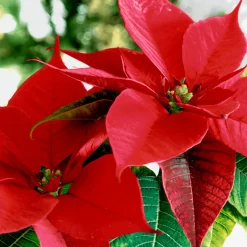 Tissue-Serviette 33 x 33 cm Blooming red 3-lagig