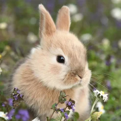 Tissue-Serviette 33 x 33 cm Bunny in field 3-lagig