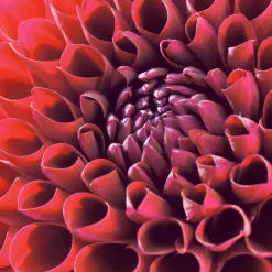 Tissue-Serviette 33 x 33 cm Dahlia Delight 3-lagig