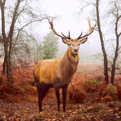 Tissue-Serviette 33 x 33 cm Deer at dusk 3-lagig