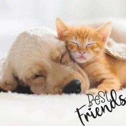 Tissue-Serviette 33 x 33 cm Dog & Cat 3-lagig