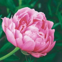 Tissue-Serviette 33 x 33 cm Elegant peony 3-lagig