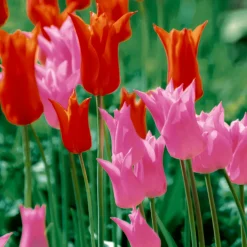 Tissue-Serviette 33 x 33 cm Garden Tulips 3-lagig