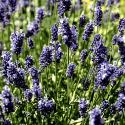 Tissue-Serviette 33 x 33 cm Lavender Field 3-lagig