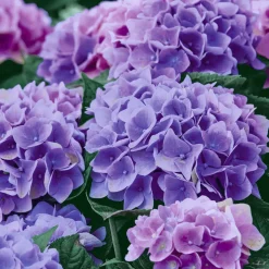 Tissue-Serviette 33 x 33 cm Lilac Hydrangea 3-lagig