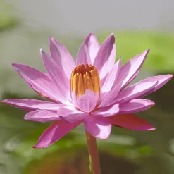 Tissue-Serviette 33 x 33 cm Lotus Pink 3-lagig