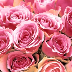 Tissue-Serviette 33 x 33 cm Pink Roses 3-lagig