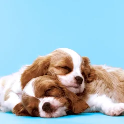 Tissue-Serviette 33 x 33 cm Puppy Love 3-lagig