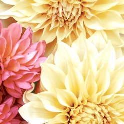 Tissue-Serviette 33 x 33 cm Soft Dahlias 3-lagig