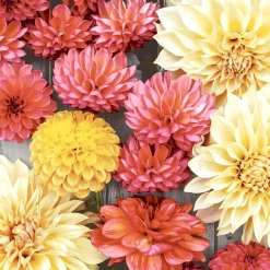 Tissue-Serviette 24 x 24 cm Soft Dahlias 3-lagig