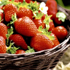 Tissue-Serviette 33 x 33 cm Strawberries 3-lagig