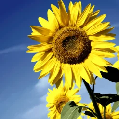 Tissue-Serviette 33 x 33 cm Sunflower Bloom 3-lagig