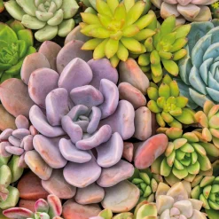 Tissue-Serviette 33 x 33 cm Succulents 3-lagig