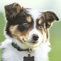 Tissue-Serviette 33 x 33 cm Sweet Dog 3-lagig